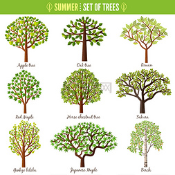 夏日图片_在白色背景下设置的夏日树木。苹