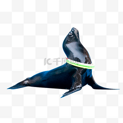 海狮免扣PNG图图片_海狮海洋生物
