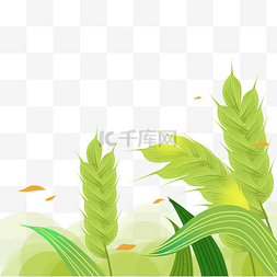麦子绿色图片_小满绿色小麦