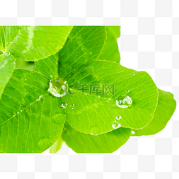 绿叶上的水珠图片_三叶草上的水珠
