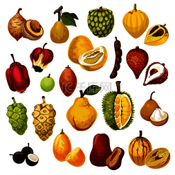 番荔枝水果图片_异国情调的热带水果。