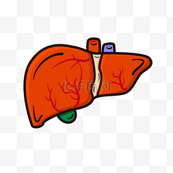 肝脏png图片_肝脏正面红色肝剪贴画