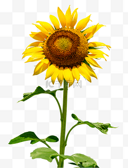 向日葵太阳花花朵图片_向日葵太阳花花朵