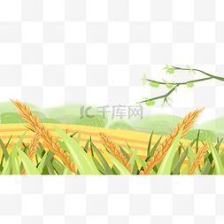 稻田水稻穗子