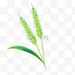 农业农作物绿色小麦