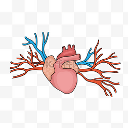 新型冠状病素图片_心脏病学心脏冠状动静脉插画