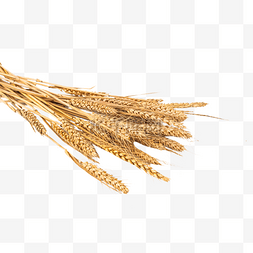 小麦麦子麦穗