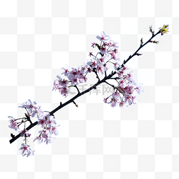 春季为图片_摄影粉色樱花春季