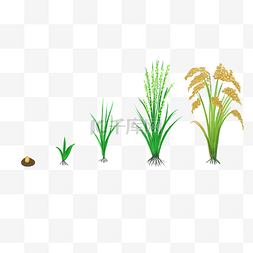 水稻原框图片_水稻生长过程
