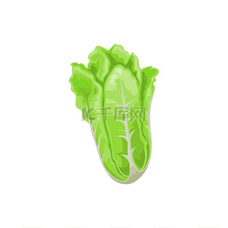 绿色的白菜图片_北京卷心菜孤立的罗曼生菜逼真的