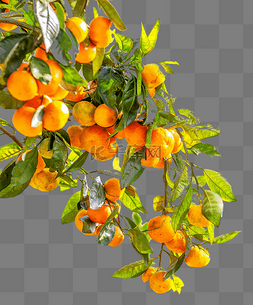 橘子切片图片png格式图片_橘子橘子树