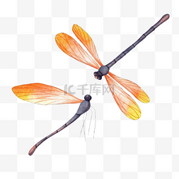 橙色水彩动物图片_蜻蜓水彩橙色昆虫