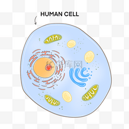 生物医学元素图片_细胞切面医学插图