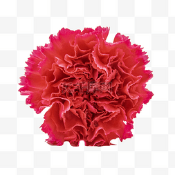 红色感恩母亲节图片_母亲节康乃馨花朵