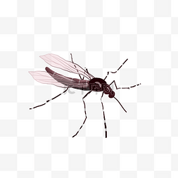 夏季昆虫蚊子