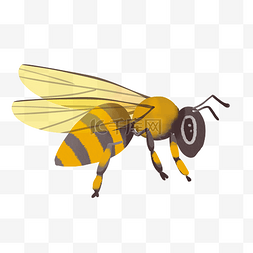 昆虫虫子蜜蜂