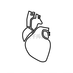 心脏动脉图片_人类的心脏图标。
