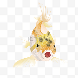 黄色鲤鱼插画图片_张嘴游动的黄色锦鲤