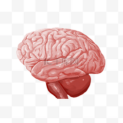 人体脑部图片_人体组织器官脑部