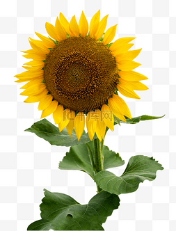 向日葵太阳花花卉图片_向日葵太阳花花朵