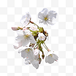 花朵树枝花苞白色樱花