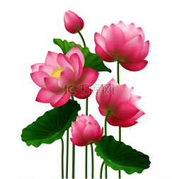 粉红色的莲花图片_一束美丽的莲花与叶子在白色背景