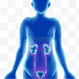 皮下组织横切面图片_人体组织人体泌尿系统
