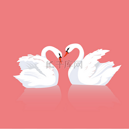 白色天鹅素材图片_两只天鹅的爱