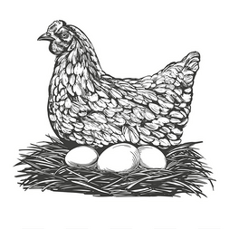 蛋鸡手绘矢量图写实草图