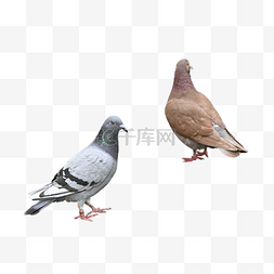 鸽子素材图片_灰色鸽子动物和平羽毛