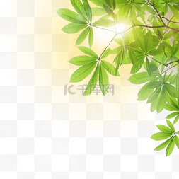 光点灯光光效图片_热带树叶边框夏季光效