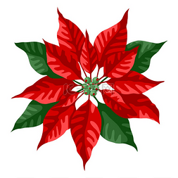 活动绿图片_一品红的插图圣诞快乐植物新年快