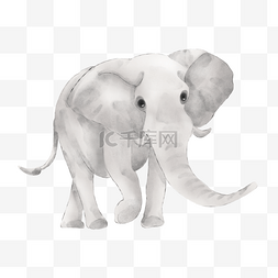 大象灰色图片_灰色大象水彩晕染动物