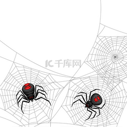 有毒昆虫图片_与黑寡妇蜘蛛的背景。