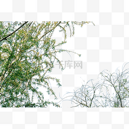 春季垂柳大树植物