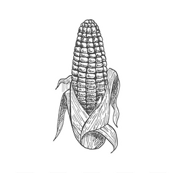玉米草图图片_玉米棒与叶片分离的矢量示意图矢