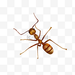 褐色小蚂蚁图片_写实昆虫蚂蚁