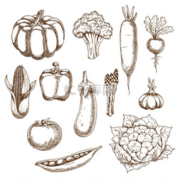 春花椰菜图片_健康的蔬菜草图包括玉米、甜椒和