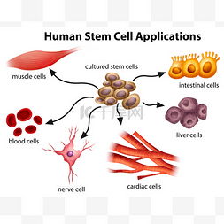 人类干细胞的应用程序