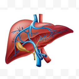 肝手绘图片_内部肝