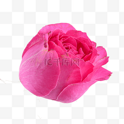 粉色玫瑰叶子红色花瓣