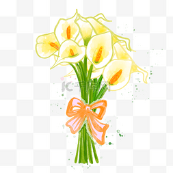 马蹄莲黄色花朵水彩花卉植物