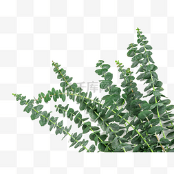 植物尤加利叶图片_尤加利叶