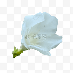 白色创意手势元素图片_夹竹桃白色植物花瓣