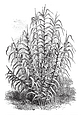 芦竹芦竹是一种草, 一般生长到6米高, 与空心茎 2-3 厘米直径。叶子是交替的, 30-60 厘米长和 2-6 厘米宽, 复古线条画或雕刻插图.
