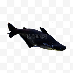 深海观赏鱼图片_黑色游泳斧头鲨