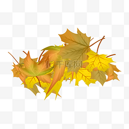 秋天季节黄色枫叶落叶堆