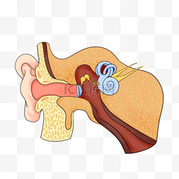 医学解剖人耳插图