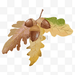 秋季促销背景素材图片_橡子水彩秋季植物棕色果实