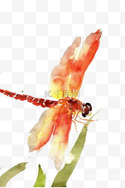 红蜻蜓png图片_草叶上的红蜻蜓
